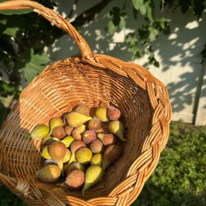 A woven basket filled with ripe figs is held under the bright sunlight. Lush green leaves and a wooden fence are visible in the blurred background.