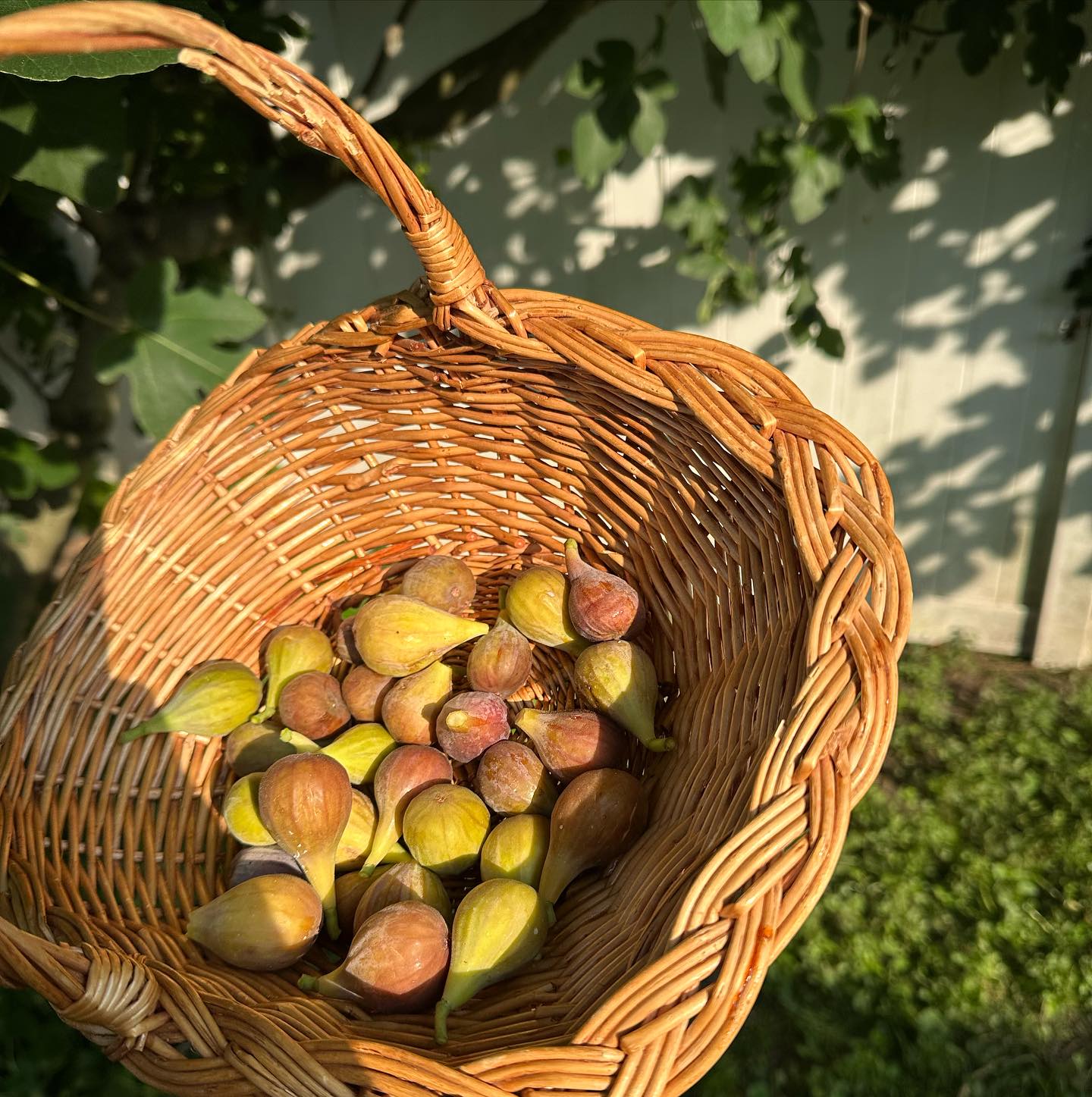 A woven basket filled with ripe figs is held under the bright sunlight. Lush green leaves and a wooden fence are visible in the blurred background.